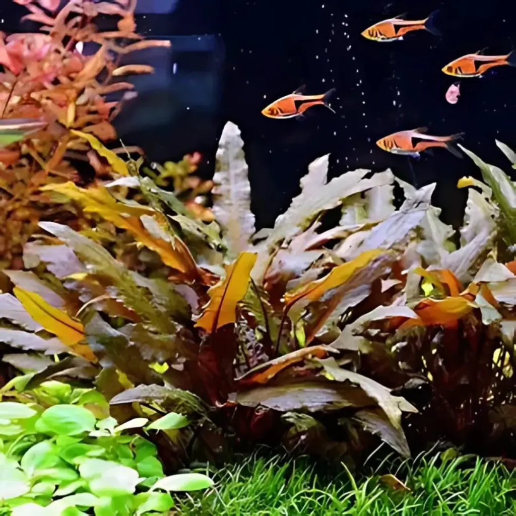 ADA IC094, Cryptocoryne wendtii brown, brown cryptocoryne, easy cryptocoryne wendtii, low light rosette plant, midground aquarium plant, Sri Lanka crypt, tissue culture C. wendtii brown, hardy aquarium crypt, stable tank plant, cryptocoryne care guide