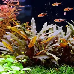 ADA IC094, Cryptocoryne wendtii brown, brown cryptocoryne, easy cryptocoryne wendtii, low light rosette plant, midground aquarium plant, Sri Lanka crypt, tissue culture C. wendtii brown, hardy aquarium crypt, stable tank plant, cryptocoryne care guide