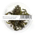 ADA IC095, Cryptocoryne wendtii Tropica, Tropica crypt plant, easy aquarium rosette, midground Cryptocoryne, low tech aquatic plant, Sri Lanka crypt plant, tissue culture Cryptocoryne, beginner aquatic plant, aquarium midground greenery, cryptocoryne care guide