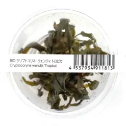 ADA IC095, Cryptocoryne wendtii Tropica, Tropica crypt plant, easy aquarium rosette, midground Cryptocoryne, low tech aquatic plant, Sri Lanka crypt plant, tissue culture Cryptocoryne, beginner aquatic plant, aquarium midground greenery, cryptocoryne care guide