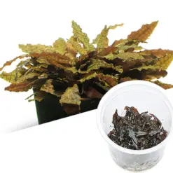 ADA IC095, Cryptocoryne wendtii Tropica, Tropica crypt plant, easy aquarium rosette, midground Cryptocoryne, low tech aquatic plant, Sri Lanka crypt plant, tissue culture Cryptocoryne, beginner aquatic plant, aquarium midground greenery, cryptocoryne care guide