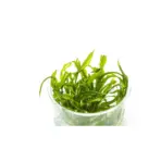 ADA IC098, Cryptocoryne balansae, tall cryptocoryne, textured rosette plant, midground background plant, Sri Lanka crypt, CO₂ optional aquarium plant, easy crypt plant, tissue culture Cryptocoryne balansae, aquarium texture plant, cryptocoryne care guide
