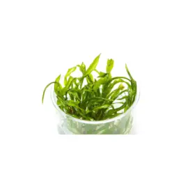 ADA IC098, Cryptocoryne balansae, tall cryptocoryne, textured rosette plant, midground background plant, Sri Lanka crypt, CO₂ optional aquarium plant, easy crypt plant, tissue culture Cryptocoryne balansae, aquarium texture plant, cryptocoryne care guide