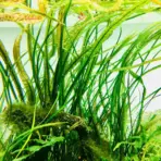 ADA IC098, Cryptocoryne balansae, tall cryptocoryne, textured rosette plant, midground background plant, Sri Lanka crypt, CO₂ optional aquarium plant, easy crypt plant, tissue culture Cryptocoryne balansae, aquarium texture plant, cryptocoryne care guide