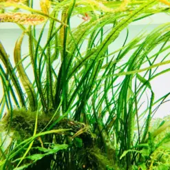 ADA IC098, Cryptocoryne balansae, tall cryptocoryne, textured rosette plant, midground background plant, Sri Lanka crypt, CO₂ optional aquarium plant, easy crypt plant, tissue culture Cryptocoryne balansae, aquarium texture plant, cryptocoryne care guide