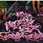ADA IC185, Cryptocoryne wendtii Pink Panther, Crypt pink rosette, pink crypt plant, rare cryptocoryne, midground crypt plant, tissue culture Cryptocoryne, low-light pink plant, easy pink crypto, aquascape accent plant, Sri Lanka cryptocoryn