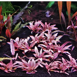 ADA IC185, Cryptocoryne wendtii Pink Panther, Crypt pink rosette, pink crypt plant, rare cryptocoryne, midground crypt plant, tissue culture Cryptocoryne, low-light pink plant, easy pink crypto, aquascape accent plant, Sri Lanka cryptocoryn