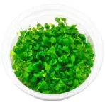 Glossostigma elatinoides, ADA glosso, glosso aquarium plant, carpeting plant for aquascape, foreground aquarium plant, high light carpet plant, CO2 carpet plant, ADA tissue culture plant, nano tank carpet, aquascaping plant foreground