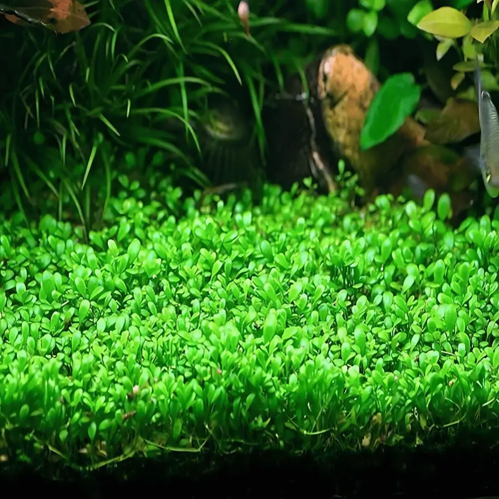 Glossostigma elatinoides, ADA glosso, glosso aquarium plant, carpeting plant for aquascape, foreground aquarium plant, high light carpet plant, CO2 carpet plant, ADA tissue culture plant, nano tank carpet, aquascaping plant foreground