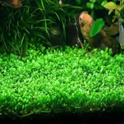 Glossostigma elatinoides, ADA glosso, glosso aquarium plant, carpeting plant for aquascape, foreground aquarium plant, high light carpet plant, CO2 carpet plant, ADA tissue culture plant, nano tank carpet, aquascaping plant foreground