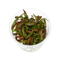 ADA IC195, Cryptocoryne spiralis red, red spiral crypt plant, SE Asia cryptocoryne, midground red aquarium plant, tissue culture Cryptocoryne spiralis, low light red rosette plant, easy red aquarium plant, spiralis red care, aquarium midground accent, crypt aquascape plant