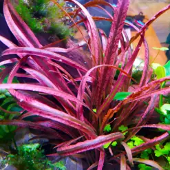 ADA IC195, Cryptocoryne spiralis red, red spiral crypt plant, SE Asia cryptocoryne, midground red aquarium plant, tissue culture Cryptocoryne spiralis, low light red rosette plant, easy red aquarium plant, spiralis red care, aquarium midground accent, crypt aquascape plant