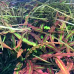 ADA IC198, Cryptocoryne spiralis Tiger, tiger crypt plant, striped crypt rosette, midground aquarium plant, easy crypt plant, tissue culture Cryptocoryne spiralis, low light cryptocoryne, aquarium accent plant, tiger striped aquatic plant, planted tank middle ground