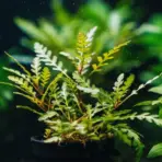 ADA IC202, Hygrophila pinnatifida, fern-like stem aquarium plant, Indian aquarium plant, midground epiphyte, tissue culture Hygrophila, aquarium plant with feathery leaves, CO₂ recommended stem plant, potassium deficiency plant, aquascaping accent plant, adaptable aquarium plant