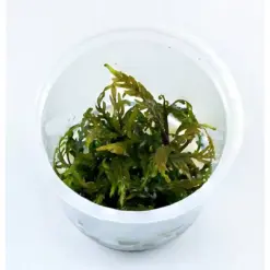 ADA IC202, Hygrophila pinnatifida, fern-like stem aquarium plant, Indian aquarium plant, midground epiphyte, tissue culture Hygrophila, aquarium plant with feathery leaves, CO₂ recommended stem plant, potassium deficiency plant, aquascaping accent plant, adaptable aquarium plant