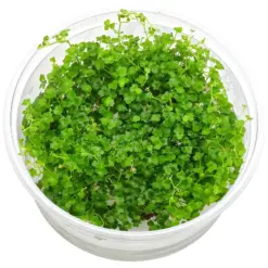 ADA IC203, Hydrocotyle tripartita Mini, mini hydrocotyle carpet, foreground carpet plant, aquarium carpeting plant, CO₂ carpet plant, petite aquarium greenery, tissue culture Hydrocotyle, fast carpeting foreground, aquascaping carpet plant, green foreground aquarium plant