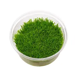 ADA IC205, Utricularia graminifolia, aquarium carpet plant, foreground carpet plant, high-tech carpeting plant, CO₂ carpet plant, thread-leaf aquarium plant, Southeast Asia carpet plant, tissue culture Utricularia, lush aquascape foreground, planted aquarium carpet plant