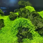 ADA IC205, Utricularia graminifolia, aquarium carpet plant, foreground carpet plant, high-tech carpeting plant, CO₂ carpet plant, thread-leaf aquarium plant, Southeast Asia carpet plant, tissue culture Utricularia, lush aquascape foreground, planted aquarium carpet plant