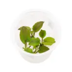 ADA IC215, Lagenandra keralensis, Kerala aquarium plant, narrow leaf rosette, Indian aquatic plant, easy midground plant, low-tech rosette plant, tissue culture Lagenandra, green red aquarium plant, planted tank midground, aquascaping rosette