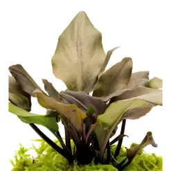 ADA IC215, Lagenandra keralensis, Kerala aquarium plant, narrow leaf rosette, Indian aquatic plant, easy midground plant, low-tech rosette plant, tissue culture Lagenandra, green red aquarium plant, planted tank midground, aquascaping rosette