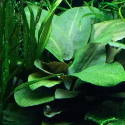 ADA IC216, Lagenandra meeboldii green, green lagenandra, midground rosette plant, low light rosette aquascape, easy midground aquarium plant, tissue culture Lagenandra, Indian aquatic rosette, planted tank accent plant, slow growing aquarium plant, ADA Lagenandra care