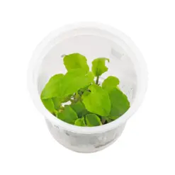 ADA IC216, Lagenandra meeboldii green, green lagenandra, midground rosette plant, low light rosette aquascape, easy midground aquarium plant, tissue culture Lagenandra, Indian aquatic rosette, planted tank accent plant, slow growing aquarium plant, ADA Lagenandra care