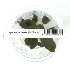 ADA IC229, Lagenandra meeboldii rubin, red Lagenandra, midground rosette plant, tissue culture Lagenandra, burgundy aquarium plant, low light red plant, easy rosette plant, aquatic red foliage, planted tank accent plant, Indian aquarium plant