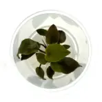 ADA IC229, Lagenandra meeboldii rubin, red Lagenandra, midground rosette plant, tissue culture Lagenandra, burgundy aquarium plant, low light red plant, easy rosette plant, aquatic red foliage, planted tank accent plant, Indian aquarium plant