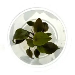 ADA IC229, Lagenandra meeboldii rubin, red Lagenandra, midground rosette plant, tissue culture Lagenandra, burgundy aquarium plant, low light red plant, easy rosette plant, aquatic red foliage, planted tank accent plant, Indian aquarium plant