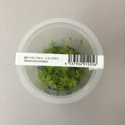 ADA IC296, Ranunculus inundatus Tropica, Tropica carpet plant, clover leaf aquarium carpet, high-tech foreground plant, CO₂ carpet plant, Australian aquarium plant, tissue culture Ranunculus, planted tank carpet, nano tank foreground, aquascaping carpet plant