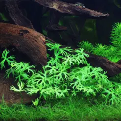 ADA IC296, Ranunculus inundatus Tropica, Tropica carpet plant, clover leaf aquarium carpet, high-tech foreground plant, CO₂ carpet plant, Australian aquarium plant, tissue culture Ranunculus, planted tank carpet, nano tank foreground, aquascaping carpet plant