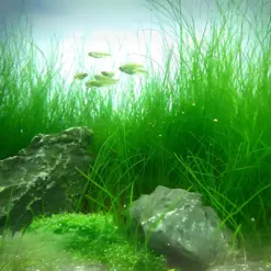 ADA IC298, Eleocharis acicularis, dwarf hairgrass, carpeting aquarium plant, foreground grass plant, CO₂ hairgrass, tissue culture Eleocharis, planted tank carpet, natural aquarium foreground, bright green hairgrass, easy aquascape plant