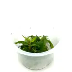 ADA IC366, Staurogyne Porto Velho, compact stem aquarium plant, midground bush plant, tissue culture Staurogyne, easy aquarium stem, low light stem plant, CO₂ midground plant, Brazilian aquarium plant, lush midground greenery, aquascaping accent plant