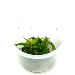 ADA IC366, Staurogyne Porto Velho, compact stem aquarium plant, midground bush plant, tissue culture Staurogyne, easy aquarium stem, low light stem plant, CO₂ midground plant, Brazilian aquarium plant, lush midground greenery, aquascaping accent plant
