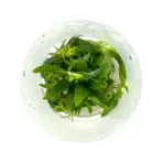 ADA IC366, Staurogyne Porto Velho, compact stem aquarium plant, midground bush plant, tissue culture Staurogyne, easy aquarium stem, low light stem plant, CO₂ midground plant, Brazilian aquarium plant, lush midground greenery, aquascaping accent plant