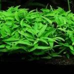 ADA IC366, Staurogyne Porto Velho, compact stem aquarium plant, midground bush plant, tissue culture Staurogyne, easy aquarium stem, low light stem plant, CO₂ midground plant, Brazilian aquarium plant, lush midground greenery, aquascaping accent plant