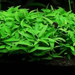 ADA IC366, Staurogyne Porto Velho, compact stem aquarium plant, midground bush plant, tissue culture Staurogyne, easy aquarium stem, low light stem plant, CO₂ midground plant, Brazilian aquarium plant, lush midground greenery, aquascaping accent plant