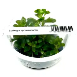 Ludwigia sphaerocarpa, IC368 tissue culture, compact Ludwigia, midground stem plant, South American aquatic plant, CO₂ aquarium plant, aquarium Ludwigia green, aquascaping midground plant, tissue culture Ludwigia, lush aquarium greenery