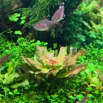 Ludwigia sphaerocarpa, IC368 tissue culture, compact Ludwigia, midground stem plant, South American aquatic plant, CO₂ aquarium plant, aquarium Ludwigia green, aquascaping midground plant, tissue culture Ludwigia, lush aquarium greenery