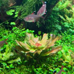 Ludwigia sphaerocarpa, IC368 tissue culture, compact Ludwigia, midground stem plant, South American aquatic plant, CO₂ aquarium plant, aquarium Ludwigia green, aquascaping midground plant, tissue culture Ludwigia, lush aquarium greenery