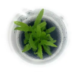 Drosera adelae, lance leaved sundew, carnivorous terrarium plant, ADA tissue culture drosera, easy sundew care, tropical sundew plant, humid terrarium sundew, sticky leaf sundew, Queensland carnivorous plant, aqua-terrarium accent
