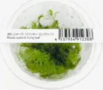 Rotala wallichii, longleaf rotala, Rotala wallichii IC389, stem aquarium plant, high-tech aquascape plant, CO2 rotala, midground rotala plant, feathery aquarium plant, Southeast Asia aquatic stem, tissue culture rotala
