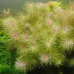 Rotala wallichii, longleaf rotala, Rotala wallichii IC389, stem aquarium plant, high-tech aquascape plant, CO2 rotala, midground rotala plant, feathery aquarium plant, Southeast Asia aquatic stem, tissue culture rotala