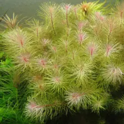 Rotala wallichii, longleaf rotala, Rotala wallichii IC389, stem aquarium plant, high-tech aquascape plant, CO2 rotala, midground rotala plant, feathery aquarium plant, Southeast Asia aquatic stem, tissue culture rotala
