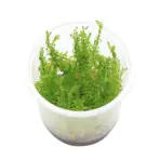ADA IC392, Rotala wallichii Bangladesh, Rotala sp Bangladesh, stem aquarium plant, high-tech aquascape plant, CO₂ aquarium stem, tissue culture Rotala, red-blush grass stem, fine-leaved Rotala, advanced aquarium plant, aquascaping background plant
