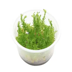 ADA IC392, Rotala wallichii Bangladesh, Rotala sp Bangladesh, stem aquarium plant, high-tech aquascape plant, CO₂ aquarium stem, tissue culture Rotala, red-blush grass stem, fine-leaved Rotala, advanced aquarium plant, aquascaping background plant