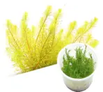 ADA IC392, Rotala wallichii Bangladesh, Rotala sp Bangladesh, stem aquarium plant, high-tech aquascape plant, CO₂ aquarium stem, tissue culture Rotala, red-blush grass stem, fine-leaved Rotala, advanced aquarium plant, aquascaping background plant