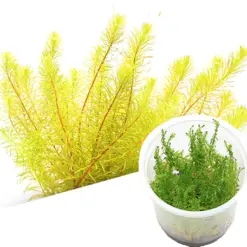 ADA IC392, Rotala wallichii Bangladesh, Rotala sp Bangladesh, stem aquarium plant, high-tech aquascape plant, CO₂ aquarium stem, tissue culture Rotala, red-blush grass stem, fine-leaved Rotala, advanced aquarium plant, aquascaping background plant