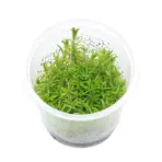 ADA IC400, Rotala Nanjenshan, Rotala sp Nanjenshan, high-tech stem plant, CO₂ aquarium plant, midground Rotala, planted tank accent, advanced aquascaping plant, pink-tinted aquarium plant, tissue culture Rotala, Southeast Asia aquatic plant
