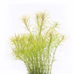 ADA IC400, Rotala Nanjenshan, Rotala sp Nanjenshan, high-tech stem plant, CO₂ aquarium plant, midground Rotala, planted tank accent, advanced aquascaping plant, pink-tinted aquarium plant, tissue culture Rotala, Southeast Asia aquatic plant